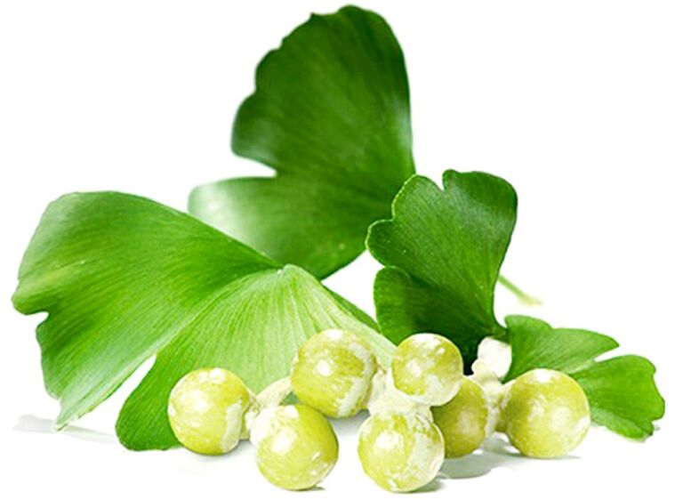Le foglie di Ginkgo biloba migliorano la circolazione sanguigna nei tessuti del pene