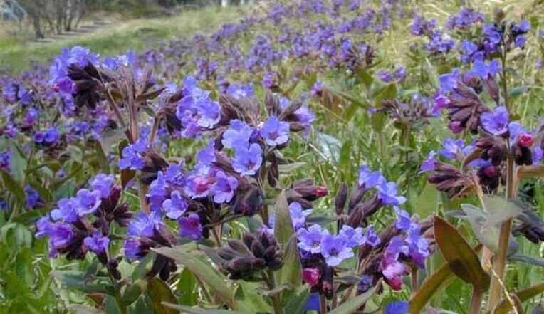 Polmonaria per preparare un infuso che favorisce l'ingrandimento del pene